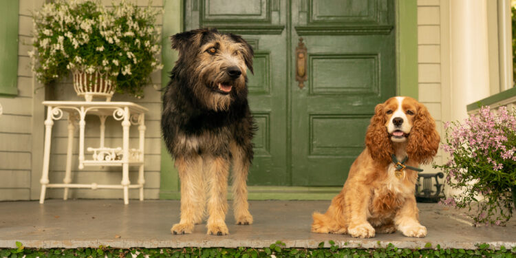 lady-and-the-tramp-2019-tramp-lady