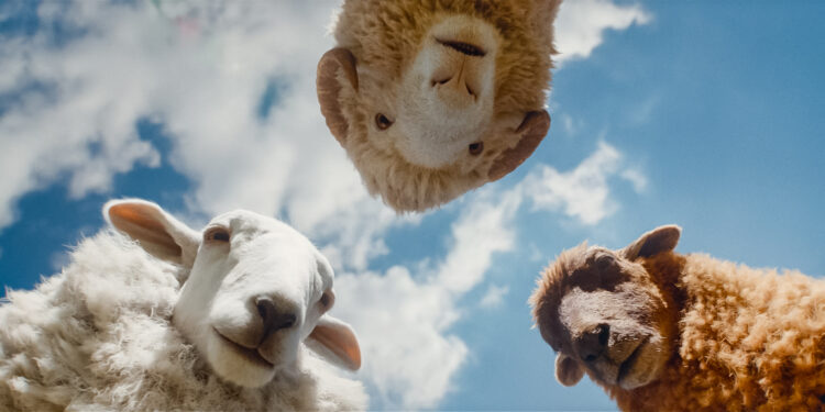 THE SHEEP DETECTIVES