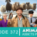 animation-addicts-website-art-372-sheep-detectives